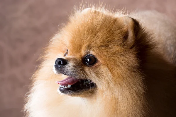 Primer plano retrato Pomerania perro — Foto de Stock