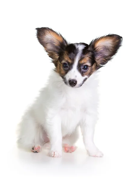 白い背景の上の小さな子犬パピヨン — ストック写真