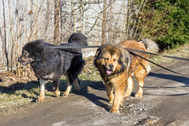 iki köpek doğurmak Tibetli mastiff