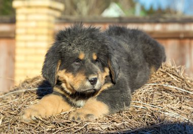 köpek doğurmak Tibetli mastiff