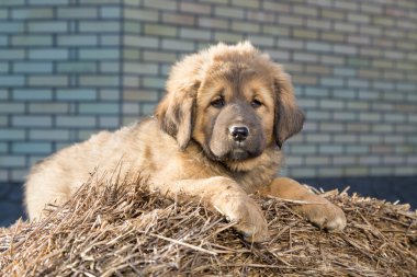 köpek doğurmak Tibetli mastiff