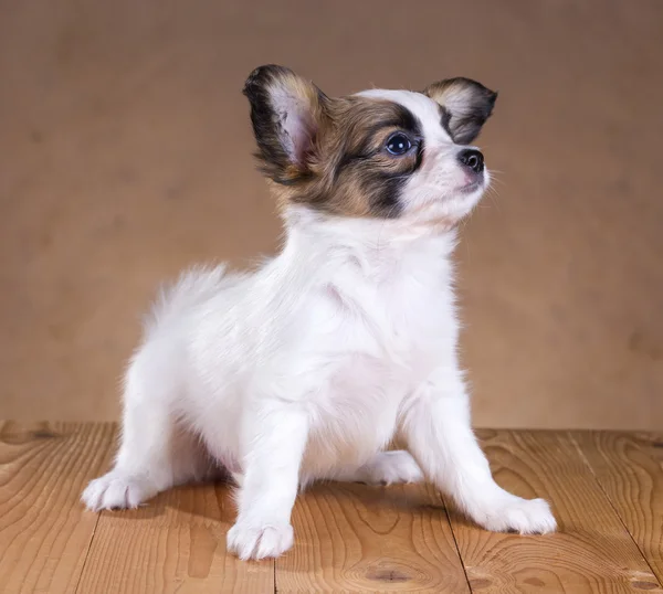 Papillon pup — Stockfoto