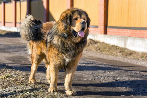 Raza de perros mastín tibetano —  Fotos de Stock