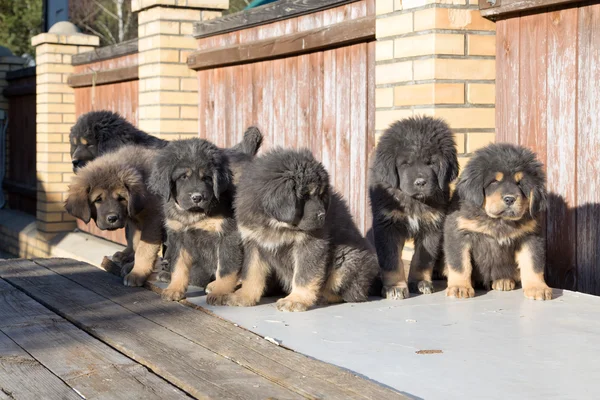 Yavru doğurmak Tibetli mastiff — Stok fotoğraf