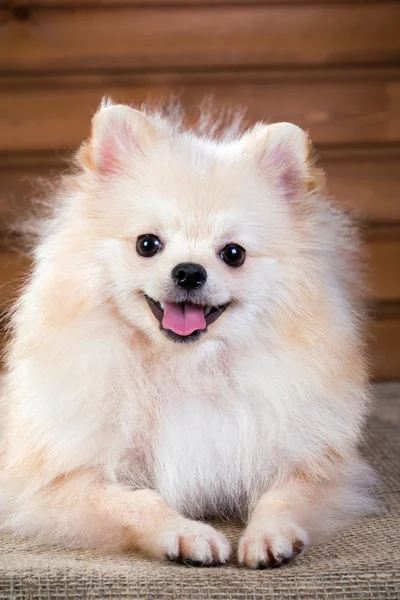Porträtt pomeranian hund — Stockfoto