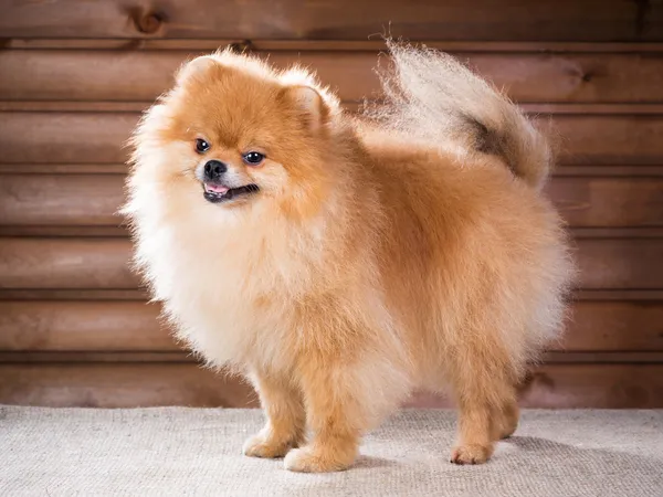 Retrato Pomeranian cão — Fotografia de Stock