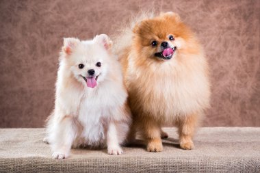 dikey iki Pomeranya köpeği