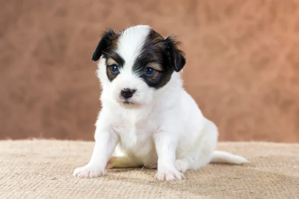 Filhote de cachorro pequeno Papillon — Fotografia de Stock