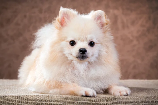 Porträtt pomeranian hund — Stockfoto