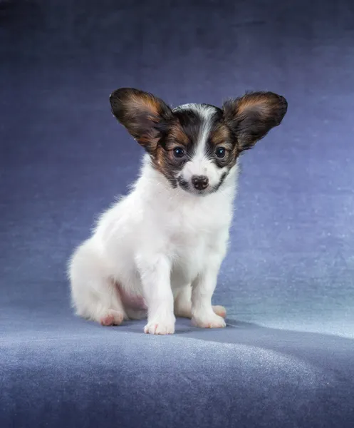 Papillon valp — Stockfoto