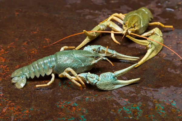 Two live crayfish — Stock Photo, Image