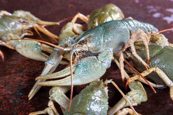 Live crayfish — Stock Photo, Image