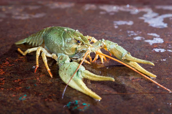 One live crayfish — Stock Photo, Image