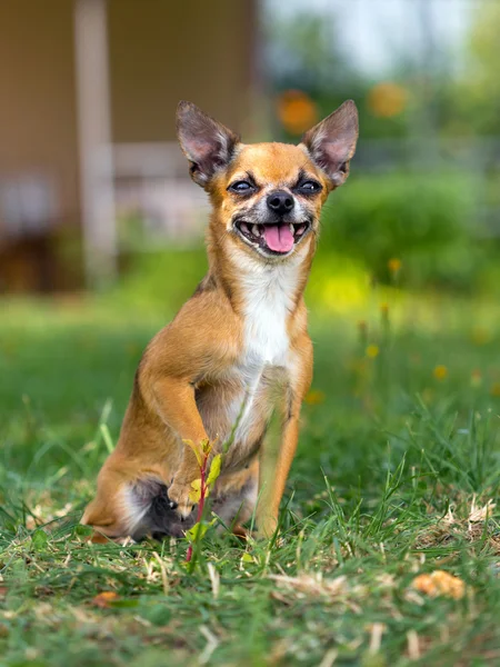 Cão Chihuahua — Fotografia de Stock