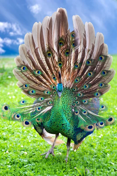 Vackra unga peacock — Stockfoto