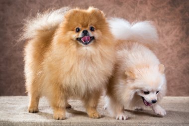 dikey iki Pomeranya köpeği