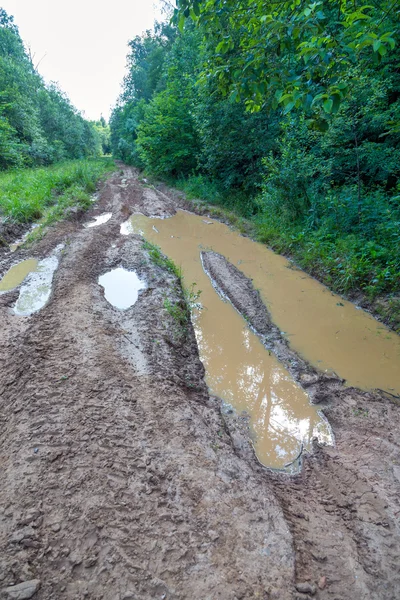 Muddy road en el bosque — Foto de Stock