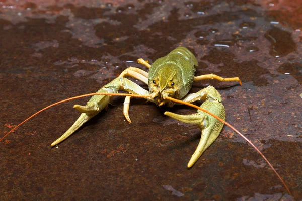 Live crayfish — Stock Photo, Image