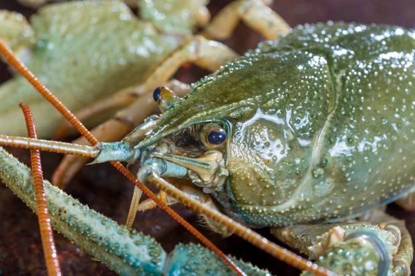 Live crayfish close up — Stock Photo, Image