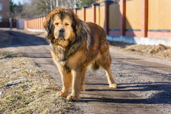 Pies rasy Mastif tybetański — Zdjęcie stockowe