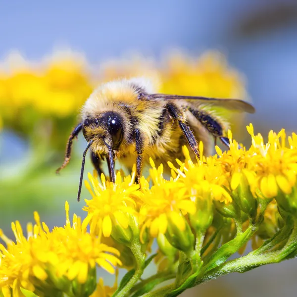 Bumblebee on a yellow flower — Stock Photo, Image