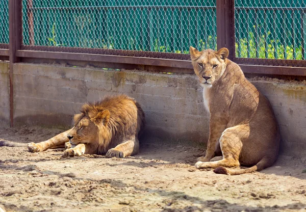 León y Leona —  Fotos de Stock