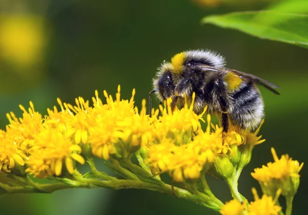 Abejorro en una flor amarilla — Foto de Stock