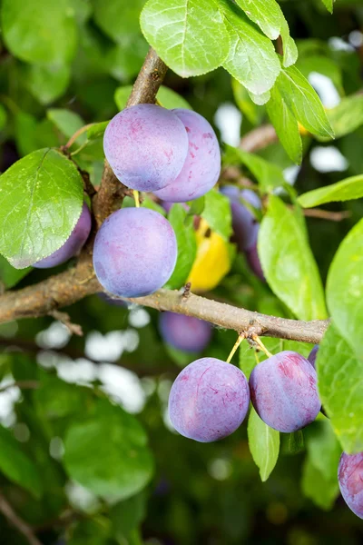 Ciruelas en un árbol — Foto de Stock