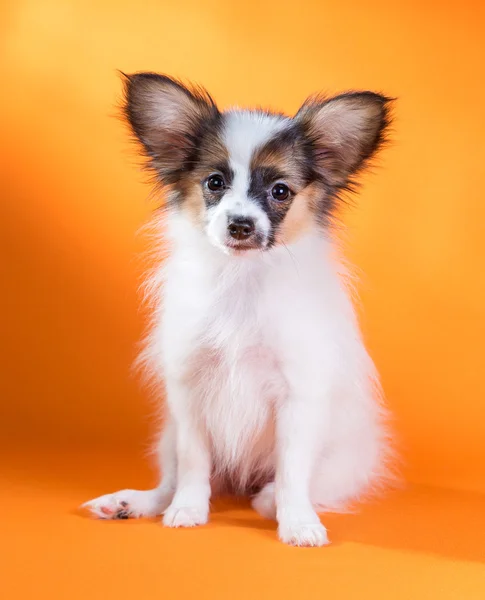 Retrato de um filhote de cachorro bonito Papillon — Fotografia de Stock