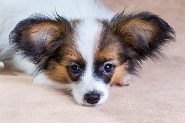 Papillon Filhote de cachorro — Fotografia de Stock