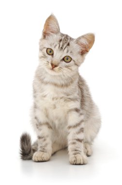 Beyaz arka planda kedi yavrusu