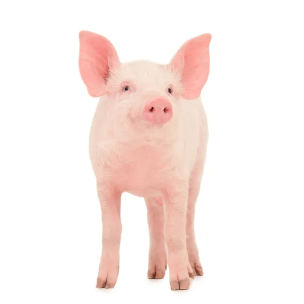 Beyaz üzerinde domuz