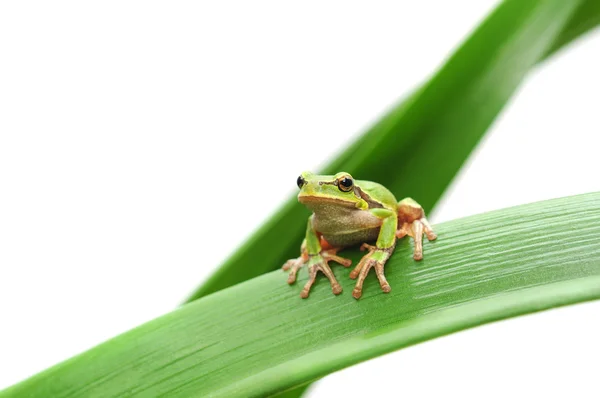 Žába sedící na listu — Stock fotografie