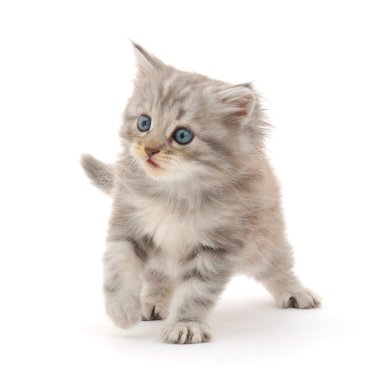 Beyaz arka planda kedi yavrusu