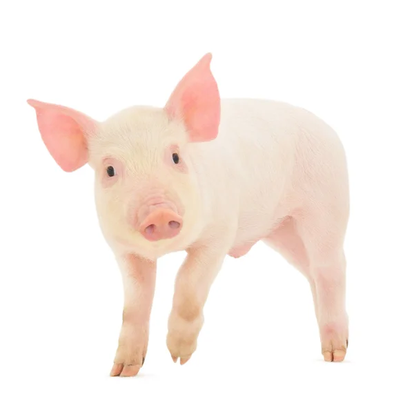 Beyaz üzerinde domuz
