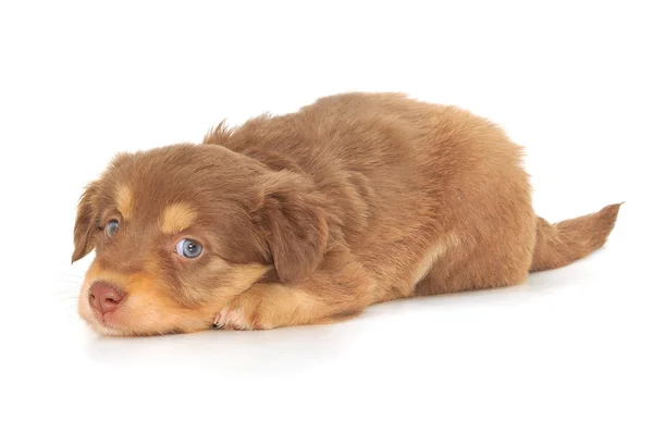 Bebek köpek yavrusu — Stok fotoğraf