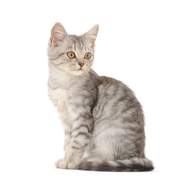 Beyaz arka planda kedi yavrusu