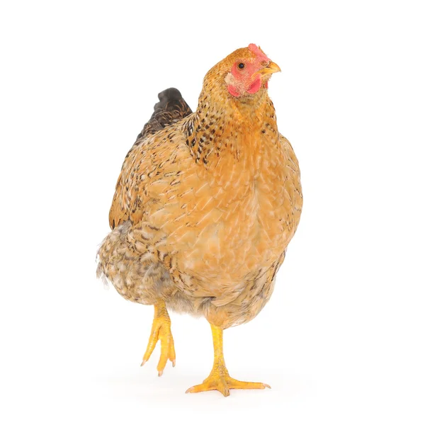 Brown hen — Stock Photo, Image