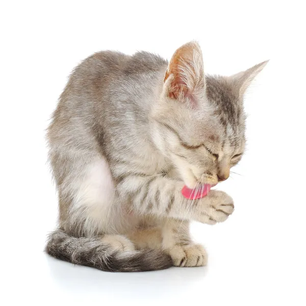 Gatito sobre un fondo blanco — Foto de Stock