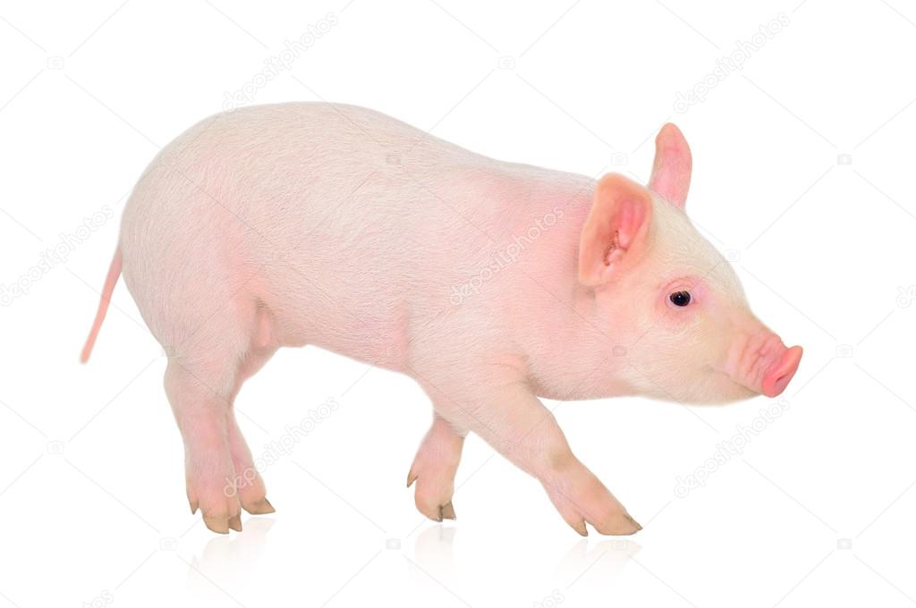 Pig on white