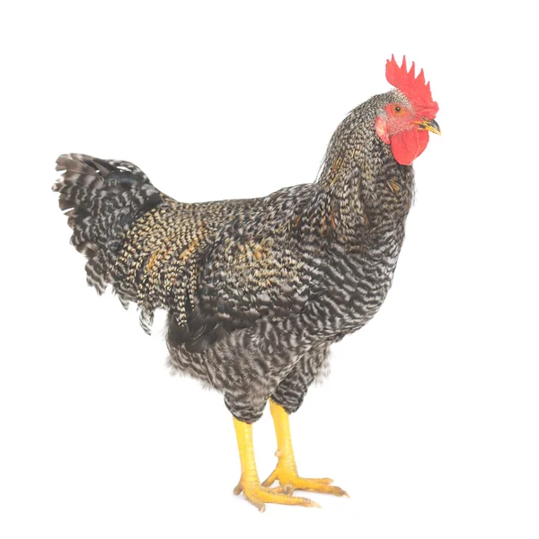 Rooster grey — Stock Photo, Image
