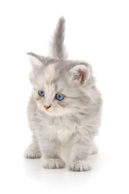 Beyaz arka planda kedi yavrusu