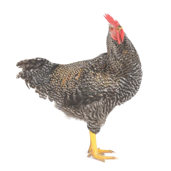 Rooster grey — Stock Photo, Image