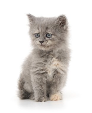 Beyaz arka planda kedi yavrusu