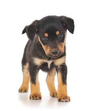 Bebek köpek yavrusu