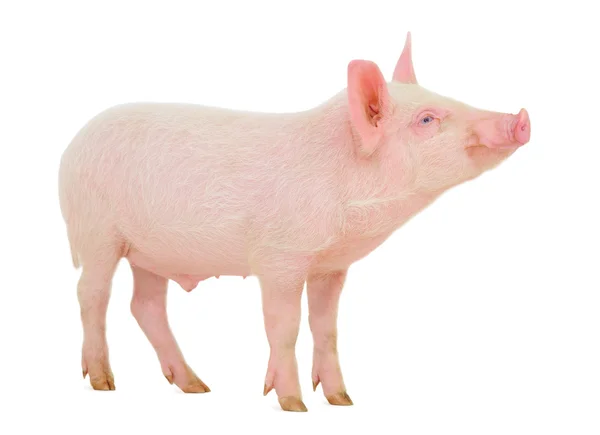 Pig on white — Stock Photo, Image