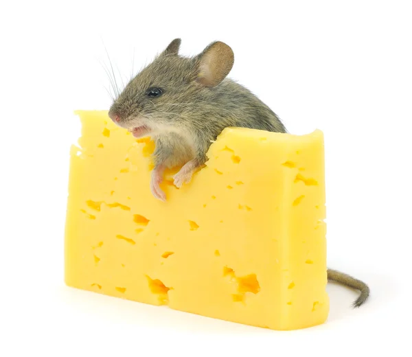 Ratón y queso — Foto de Stock