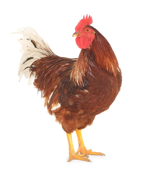 Rooster brown — Stock Photo, Image