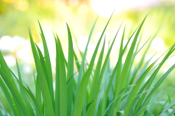 Fondo de naturaleza —  Fotos de Stock