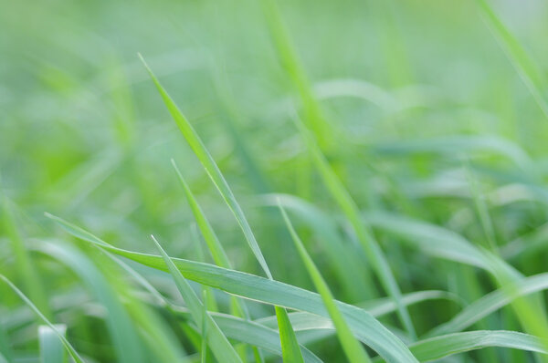 Green grass